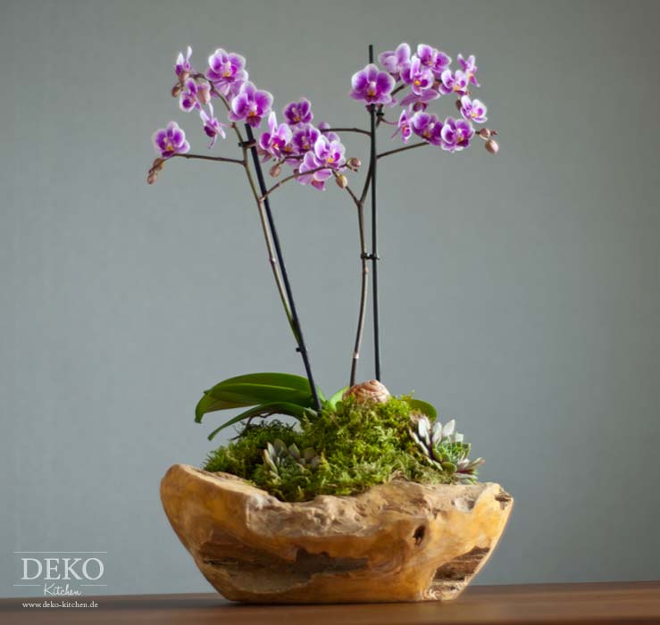 DIY: Orchideen effektvoll dekorieren Deko-Kitchen