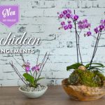 DIY: Orchideen effektvoll dekorieren Deko-Kitchen