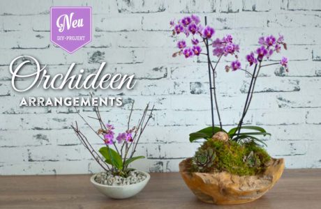 DIY: Orchideen effektvoll dekorieren Deko-Kitchen