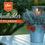 DIY: Windlichter mit Pflanzen Deko-Kitchen