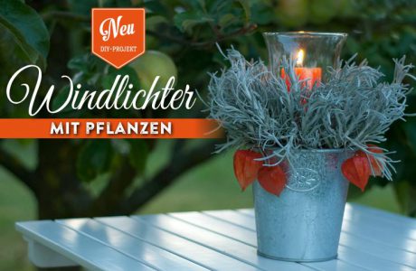 DIY: Windlichter mit Pflanzen Deko-Kitchen