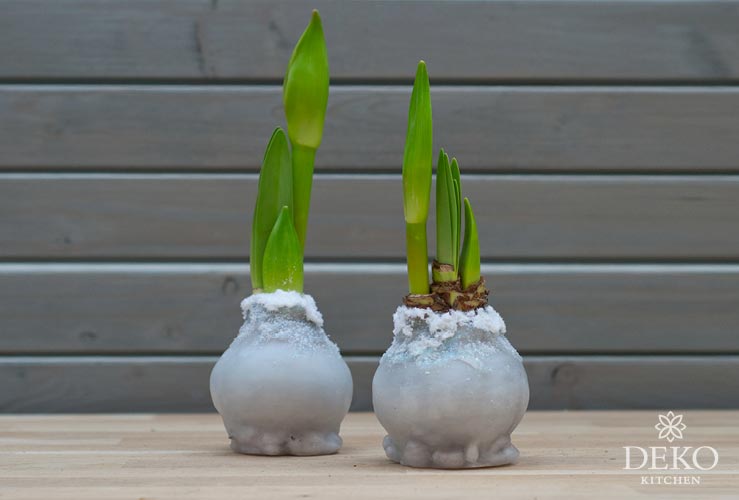 DIY: Amaryllis in Wachs gießen und wunderschön dekorieren Deko-Kitchen