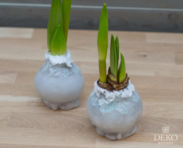 DIY: Amaryllis in Wachs gießen und wunderschön dekorieren Deko-Kitchen