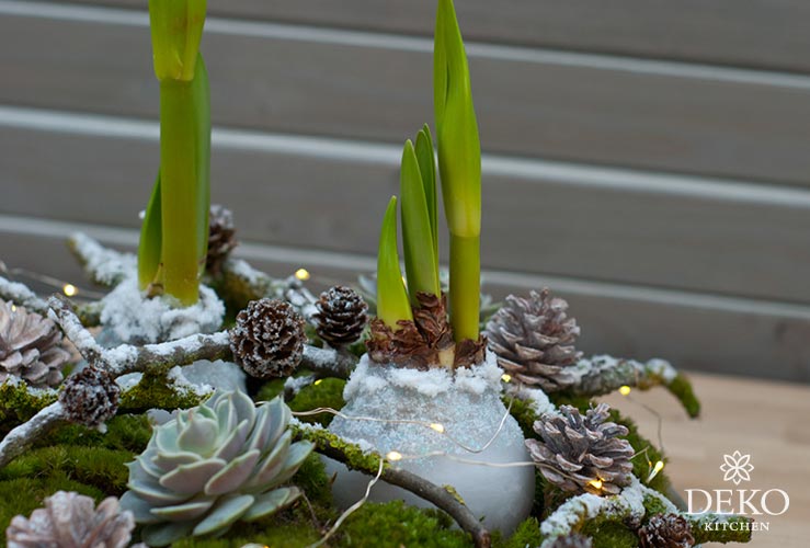 DIY: Amaryllis in Wachs gießen und wunderschön dekorieren Deko-Kitchen