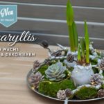 DIY: Amaryllis in Wachs gießen und wunderschön dekorieren Deko-Kitchen