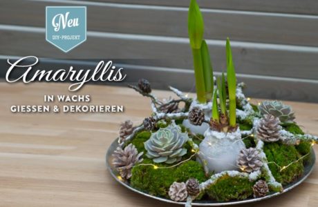 DIY: Amaryllis in Wachs gießen und wunderschön dekorieren Deko-Kitchen